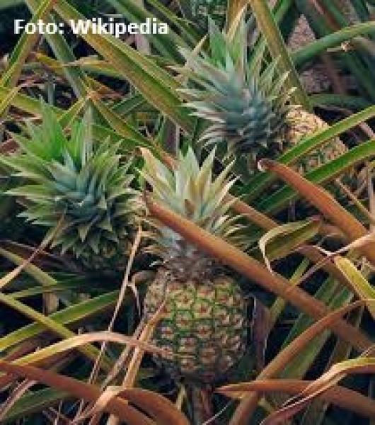 Fruchtige Konfitüre mit Mango, Ananas und Passionsfrucht